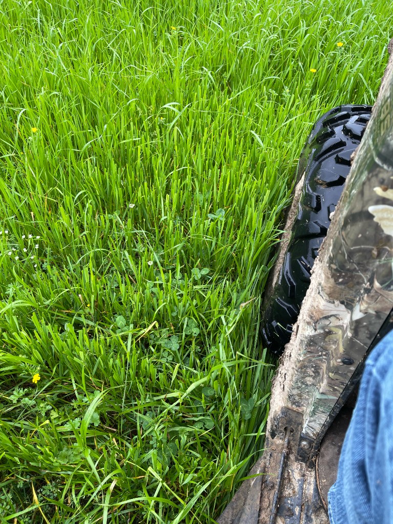 Vibrant green field and forage viewed from the edge of the pasture