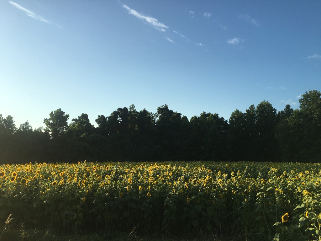 Lush green pasture and agricultural land