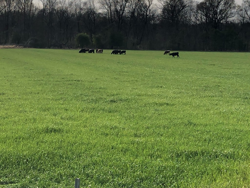 Cattle grazing in a vibrant green pasture with treeline
