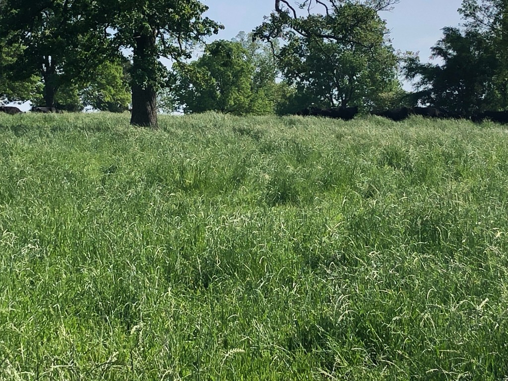 Rolling green pasture with mature tree and grazing cattle