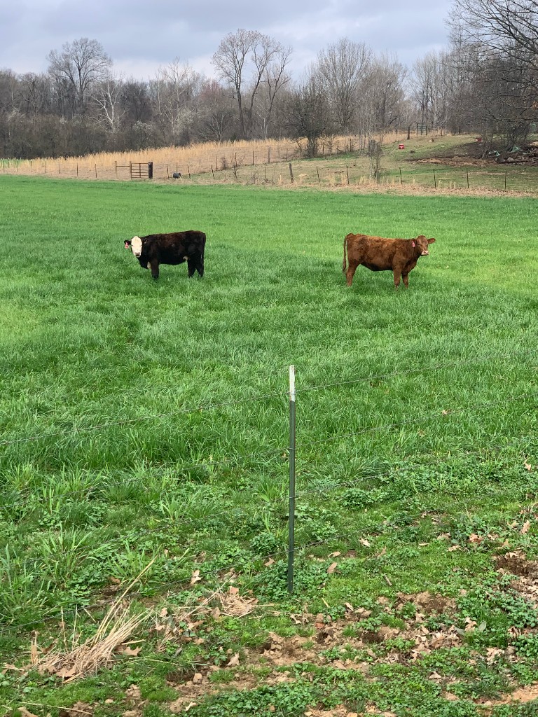 Two cattle in lush green pasture near a fence