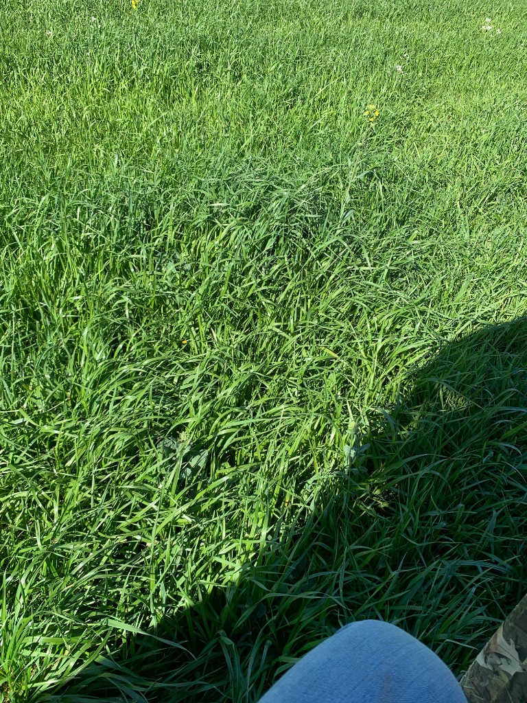 Healthy green pasture grasses up close