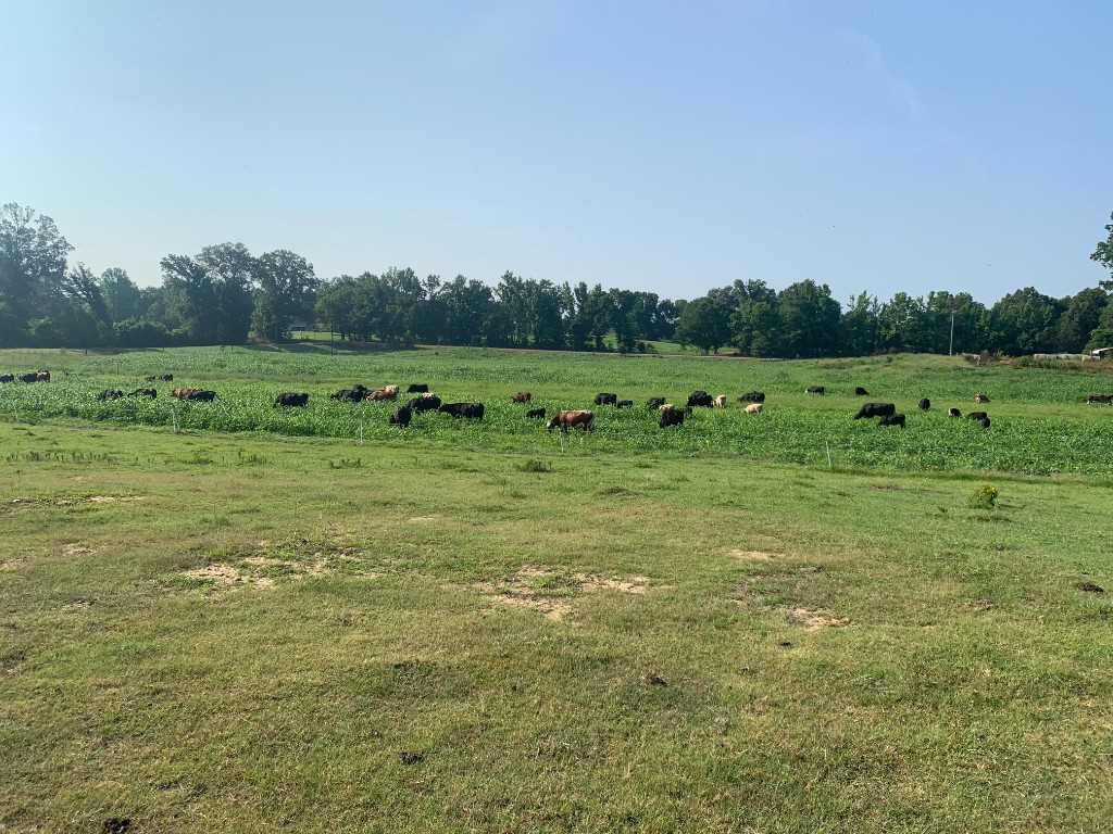 Large herd grazing in thick green forage under a clear sky
