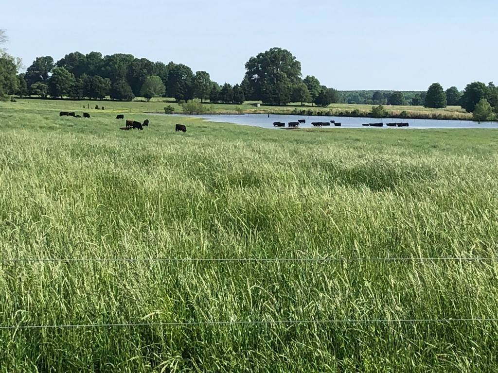 Cattle grazing and watering near a pond in green pasture