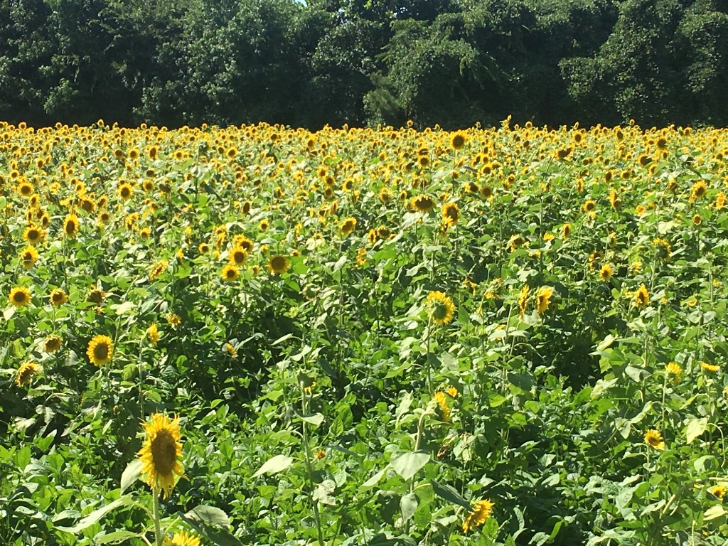 Sunflower field in full bloom