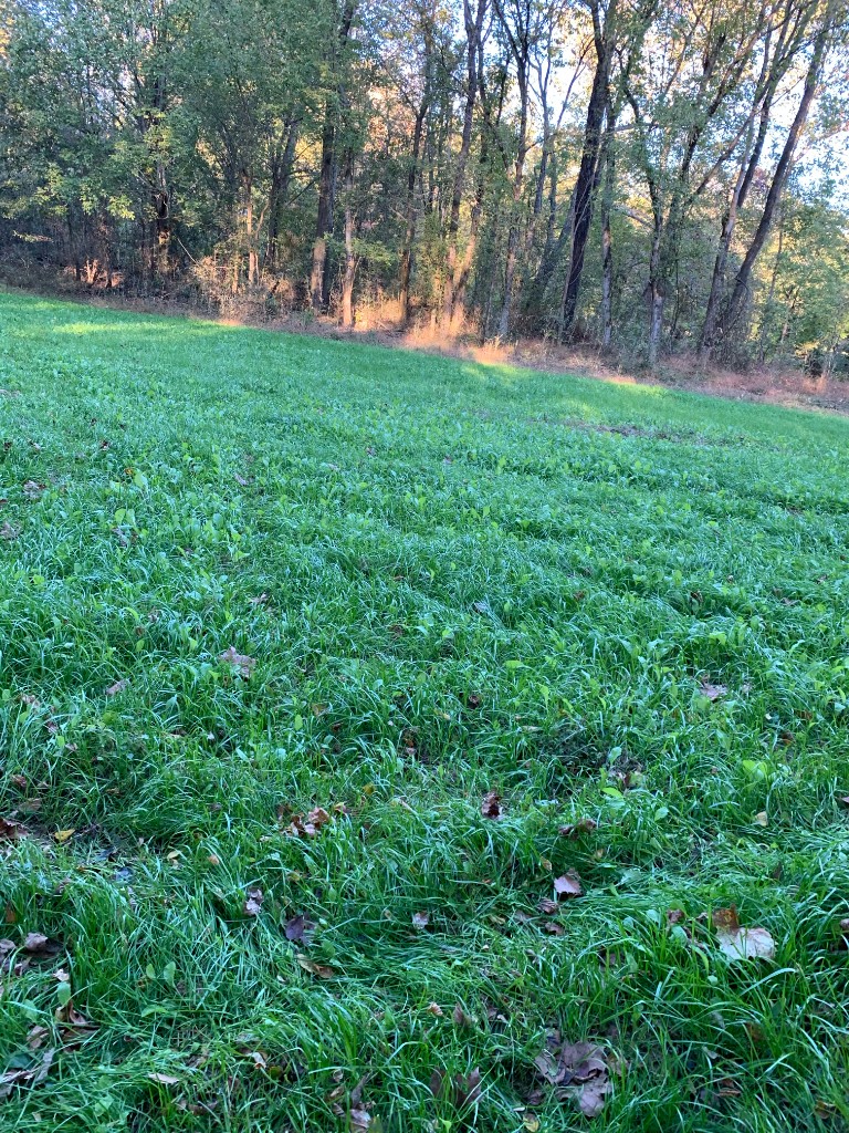 Lush food plot or pasture bordered by timber at golden hour