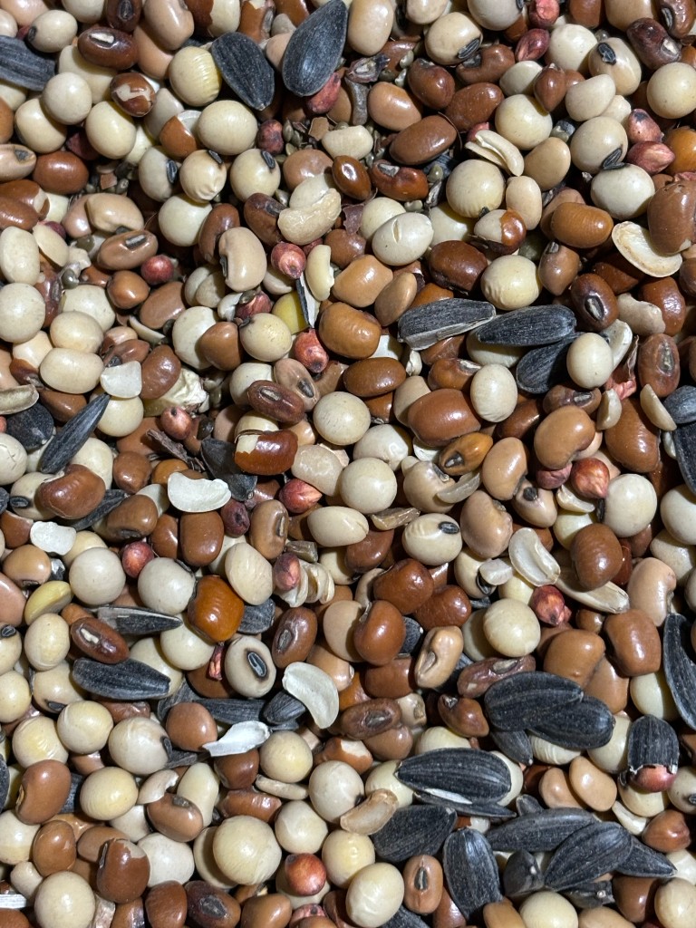 Mixed agricultural seed blend — grain, legumes, and sunflowers