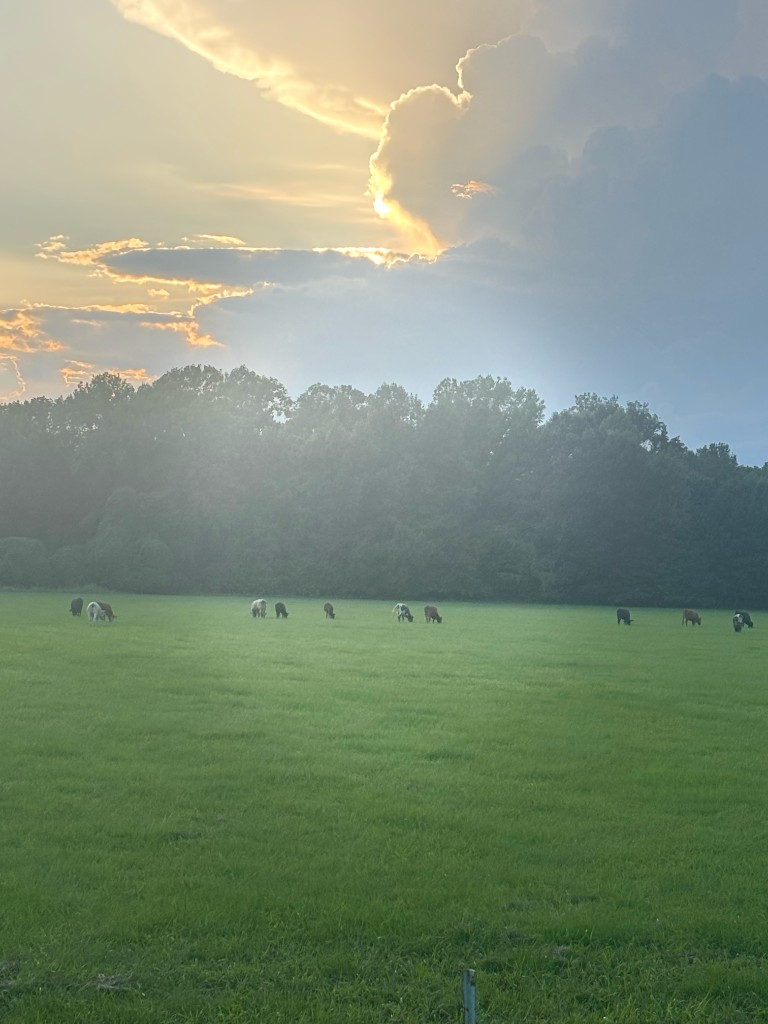 Cattle at pasture with evening sky and warm light