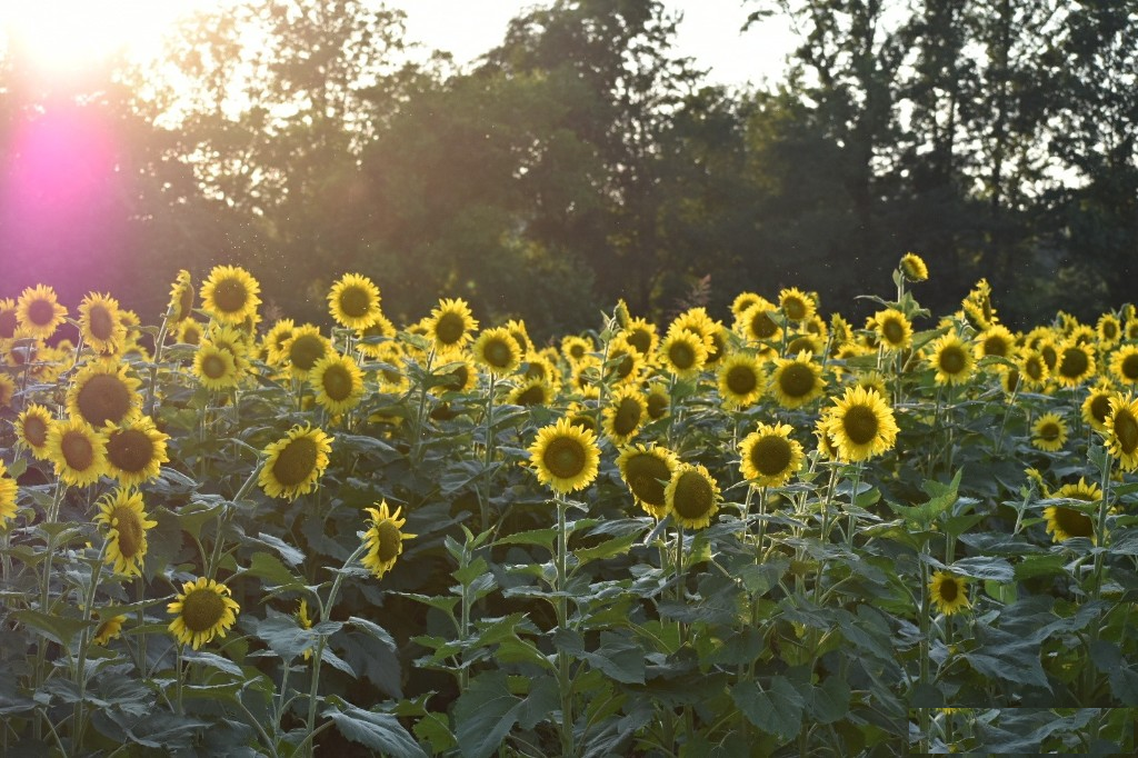 Sunflower field at golden hour