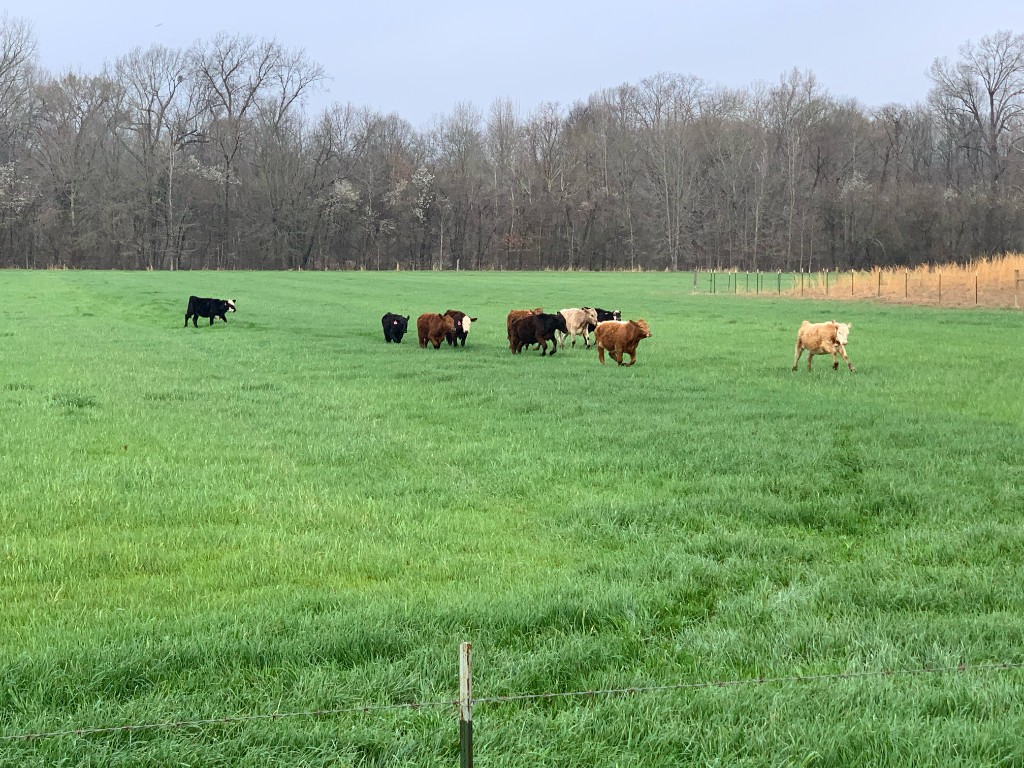 Herd of cattle moving across a healthy green pasture