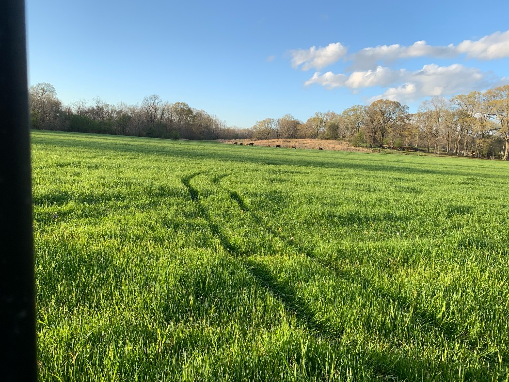 Green field with tire tracks and grazing cattle under blue sky