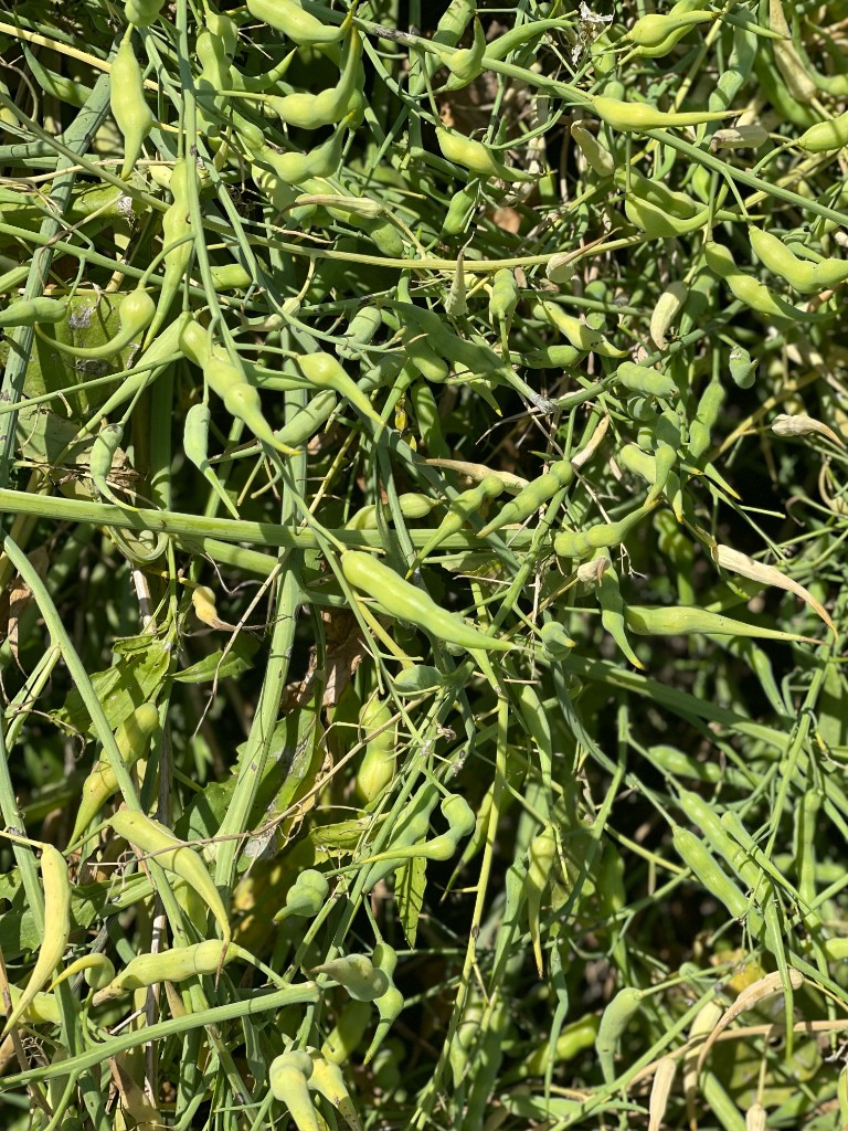 Green crop seed pods developing in the field