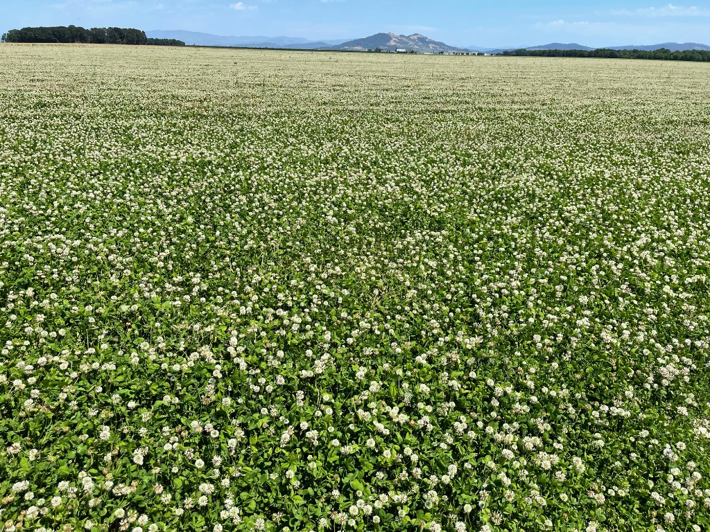 Field of white clover in bloom