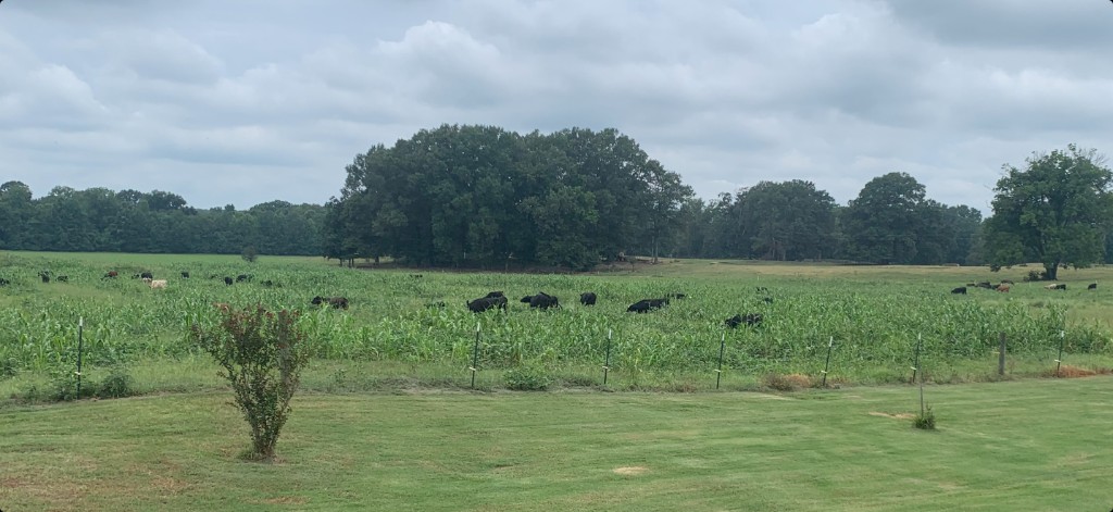 Cattle grazing in a green row-crop field