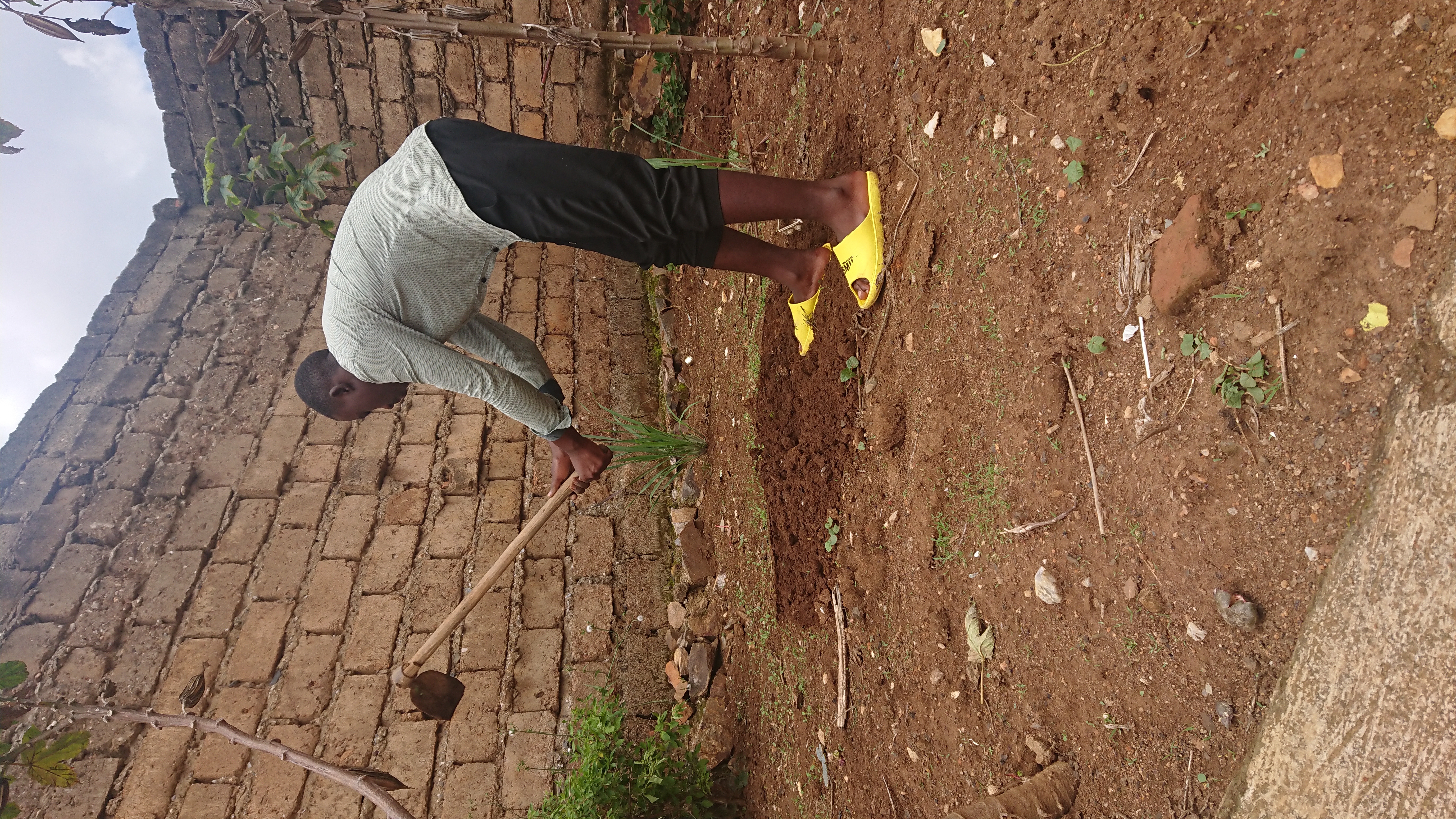 Agricultural seeds held in hand during seed handling process
